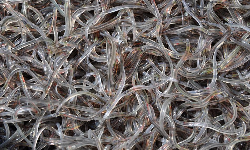 2020-1-20-1912hlavní foto Český rybářský svaz - úhoří monte.JPG